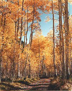 Autumn Road