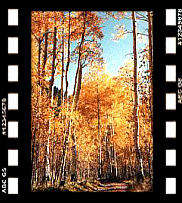 Autumn Road